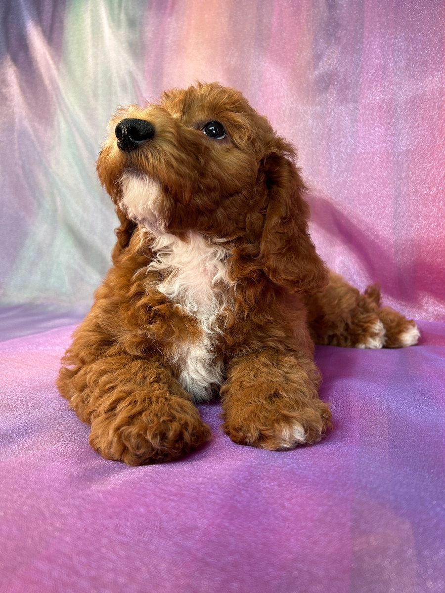 Dark Red Female Bichon Poodle Puppy for Sale DOB 6-23-2024 $950